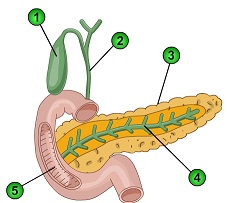 2176_Digestive System1.jpg